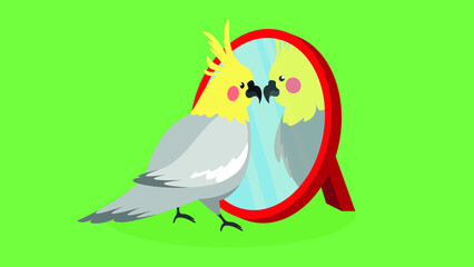 Parrot looking in the mirror