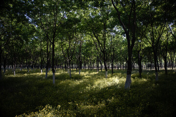 Fototapeta premium sunset in the woods