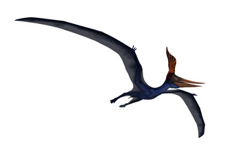 Blue Pteranodon in flight viewed from below. 3D illustration isolated on white with clipping path. © IG Digital Arts