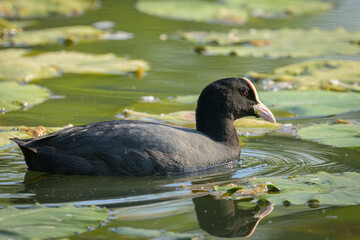 A Eurasian Coot swimming on a lake