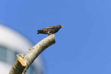 A common starling sitting on a tree