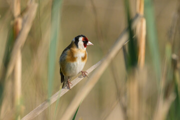 A European Goldfinch sitting on a reed