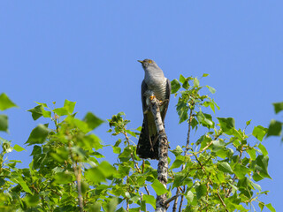 A common cuckoo sitting on a tree