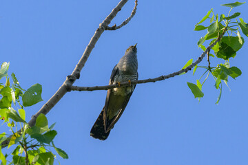 A common cuckoo sitting on a tree