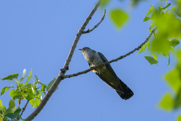 A common cuckoo sitting on a tree