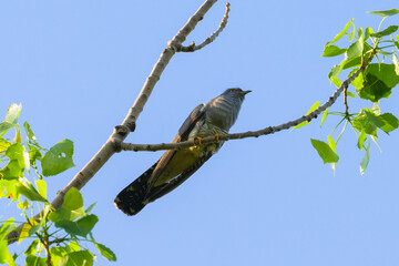 A common cuckoo sitting on a tree