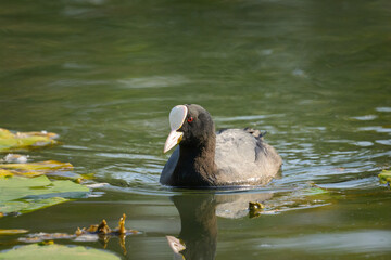 A Eurasian Coot swimming on a lake