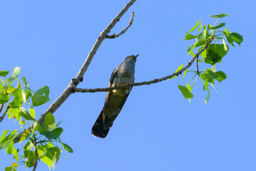A common cuckoo sitting on a tree