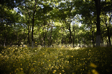 Obraz premium spring forest park