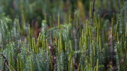 Green thickets of plauna lat. Lycopodium, which tightly cover the soil in the forest.