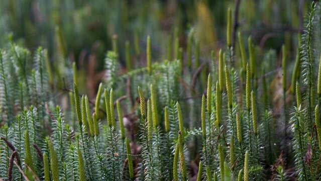 Green thickets of plauna lat. Lycopodium, which tightly cover the soil in the forest.