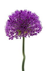 flower isolated on white background