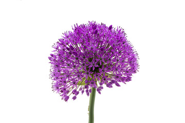 flower isolated on white background