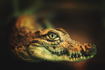 Obraz premium Close-up photo of a crocodile with a smiling mouth