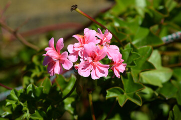 
a flower in the winter time