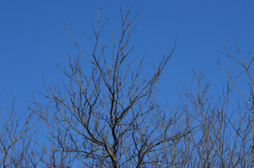 
a tree in the winter in southern Chile