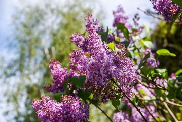 Lilac blooming in the garden. Pink flowers blooming beautifully in the garden.