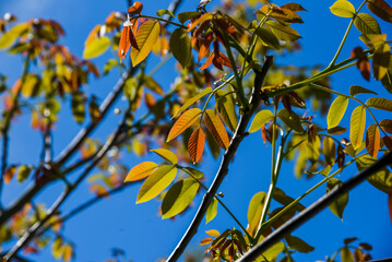 Fresh new leaves of a blossoming walnut on a sunny day.