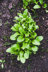 Beet leaves in the garden growing in the garden, top view.