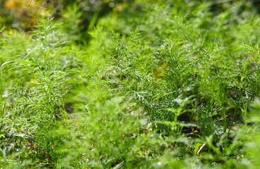 Fresh green dill and parsley grows in the garden, close-up 