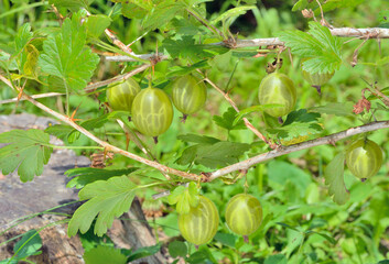 Branch of gooseberry bush with berries