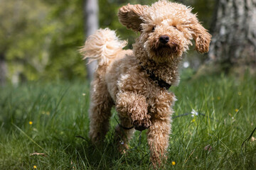 Dog, Poodle, playing in the grass on a sunny day with flowers and trees in the background