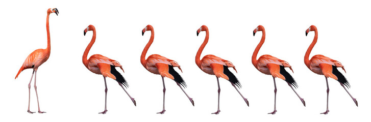  flamingo isolated on white background