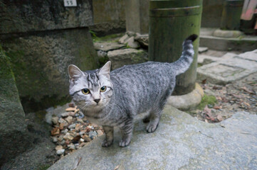 Stray cats living in Fushimi Inari Taisha Shrine in Japan