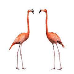 two flamingo isolated on white background