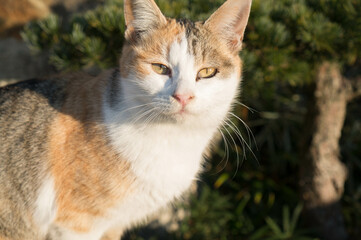 Wild cat living in a Japanese shrine