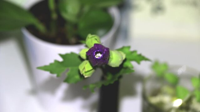 무궁화 꽃이 아름답게 피어나고 있다.