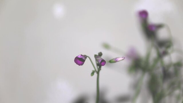 자주괭이밥꽃이 아름답게 피어나고 있다,