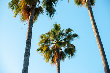 palm trees in the blue sky, tropical natural summer backgrounds, tropics, sunny day, island life Clear blue skies