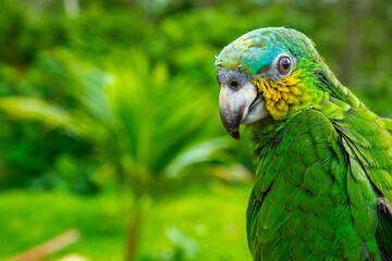 Green Parrot. Beautiful cute funny bird of green ara macaw parrot outdoor on green natural...