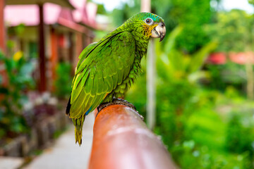 Green Parrot. Beautiful cute funny bird of green ara macaw parrot outdoor on green natural background.