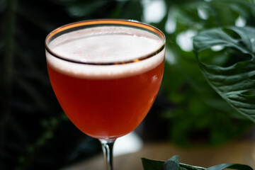 Red cocktail in Nick and Nora glass with wood and plants background