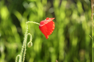 Piękne przydrożne czerwone maki na tle zielonego pola na wsi. - obrazy, fototapety, plakaty