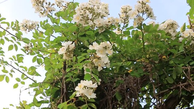 찔레꽃이 아름답게 피어났다.