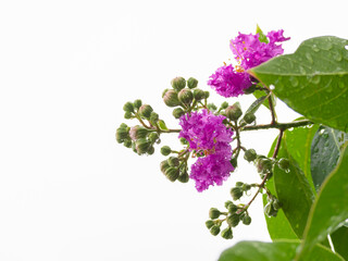 Low angle shot,  purple Thai crape myrtle flowe(flowers are blooming and not yet blooming), white background Copy space and isolated