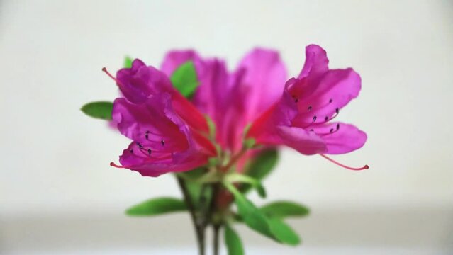 철쭉꽃이 아름답게 피어나고 있다.