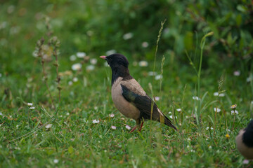 Rosy Starling (Pastor roseus) perched on a tree branch