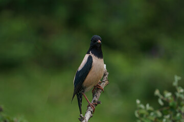 Rosy Starling (Pastor roseus) perched on a tree branch