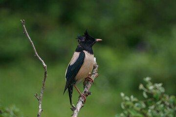 Rosy Starling (Pastor roseus) perched on a tree branch