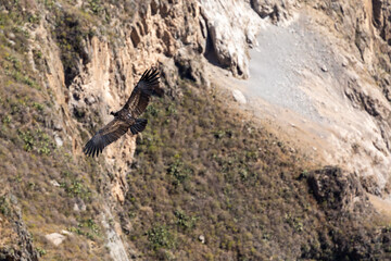 Andean condor (Vultur gryphus), one of the largest flying birds in the world, flying over the Colca Canyon in Peru on a background of mountains.