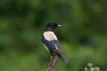 Rosy Starling (Pastor roseus) perched on a tree branch