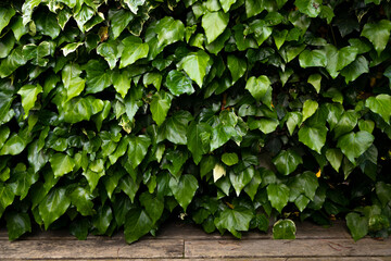 Hiedra sobre un banco de madera en un patio - jardín en primavera