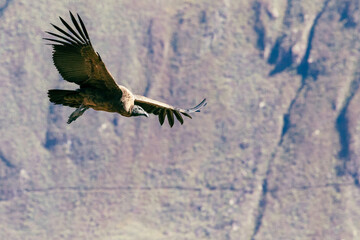 Andean condor (Vultur gryphus), one of the largest flying birds in the world, flying over the Colca...
