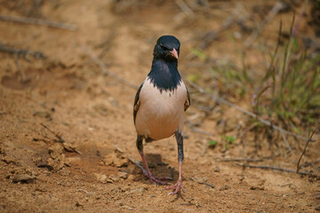 Wildlife, Rosy Starling (Pastor roseus) walking on dirt road