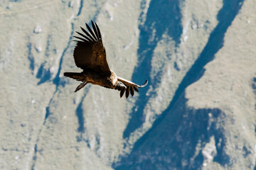 Andean condor (Vultur gryphus), one of the largest flying birds in the world, flying over the Colca Canyon in Peru on a background of mountains.