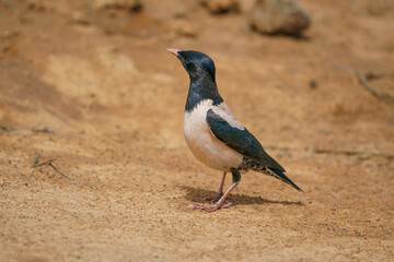 Wildlife, Rosy Starling (Pastor roseus) walking on dirt road